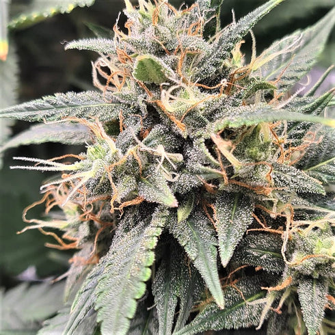 Top Shelf Elite Seeds - Auto MAC Flurry